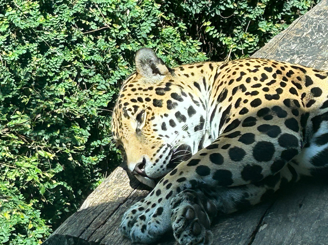 Birmingham Zoo-伯明翰必去景点