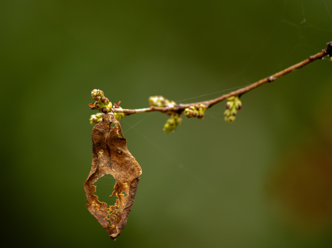 Parque Urbano El Bosque-瓦尔迪维亚必去景点
