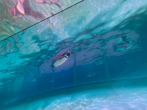 The Butterfly Trail-伦敦必去景点