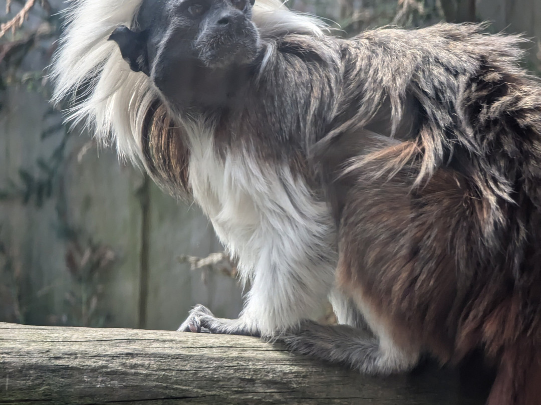Kirkley Hall Zoological Gardens景点图片