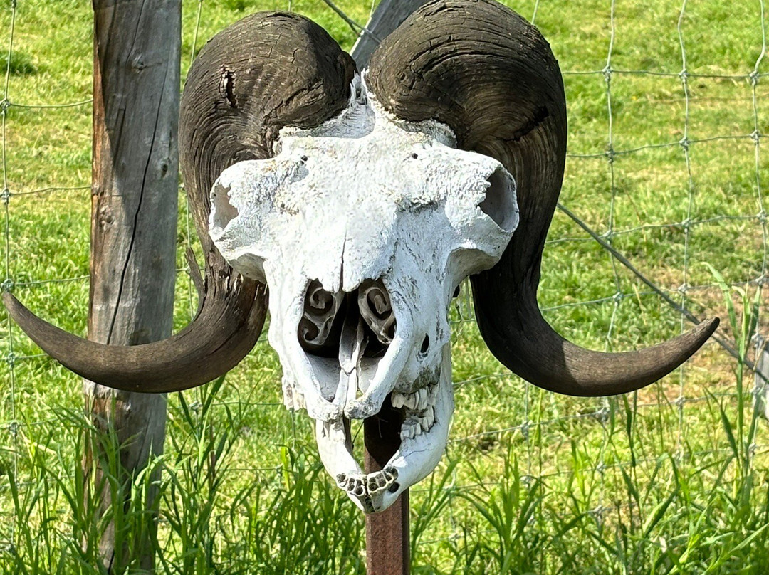 Large Animal Research Station-费尔班克斯必去景点