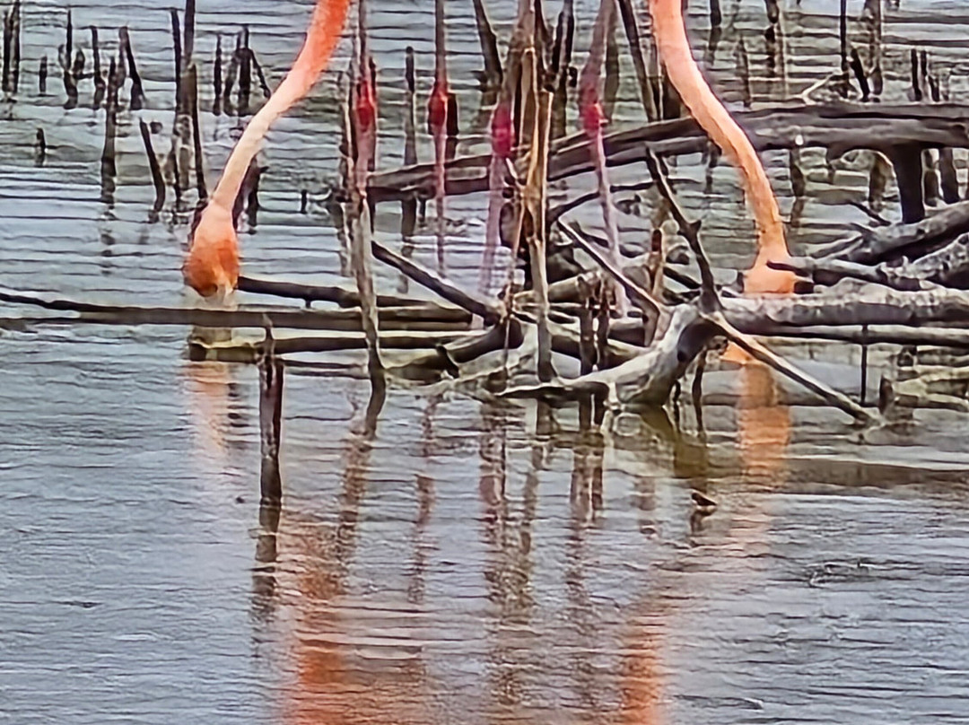 Cayo Guillermo-Cayo Guillermo必去景点