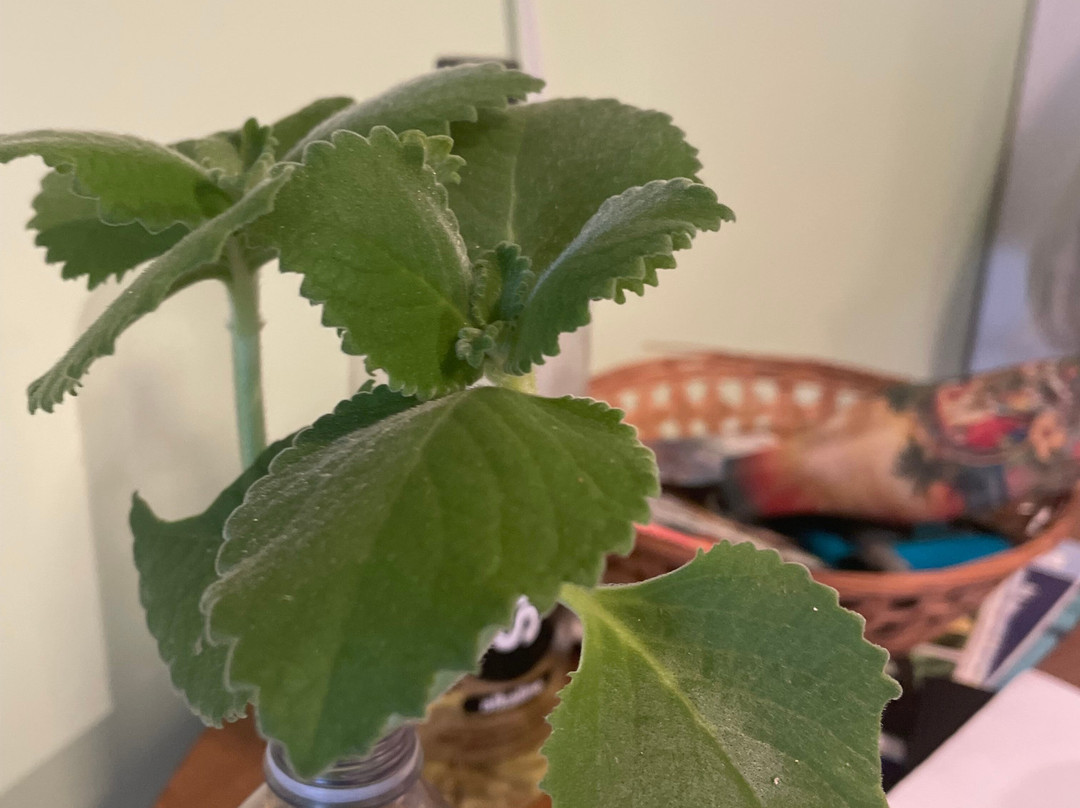 Grimal Grove-Big Pine Key必去景点