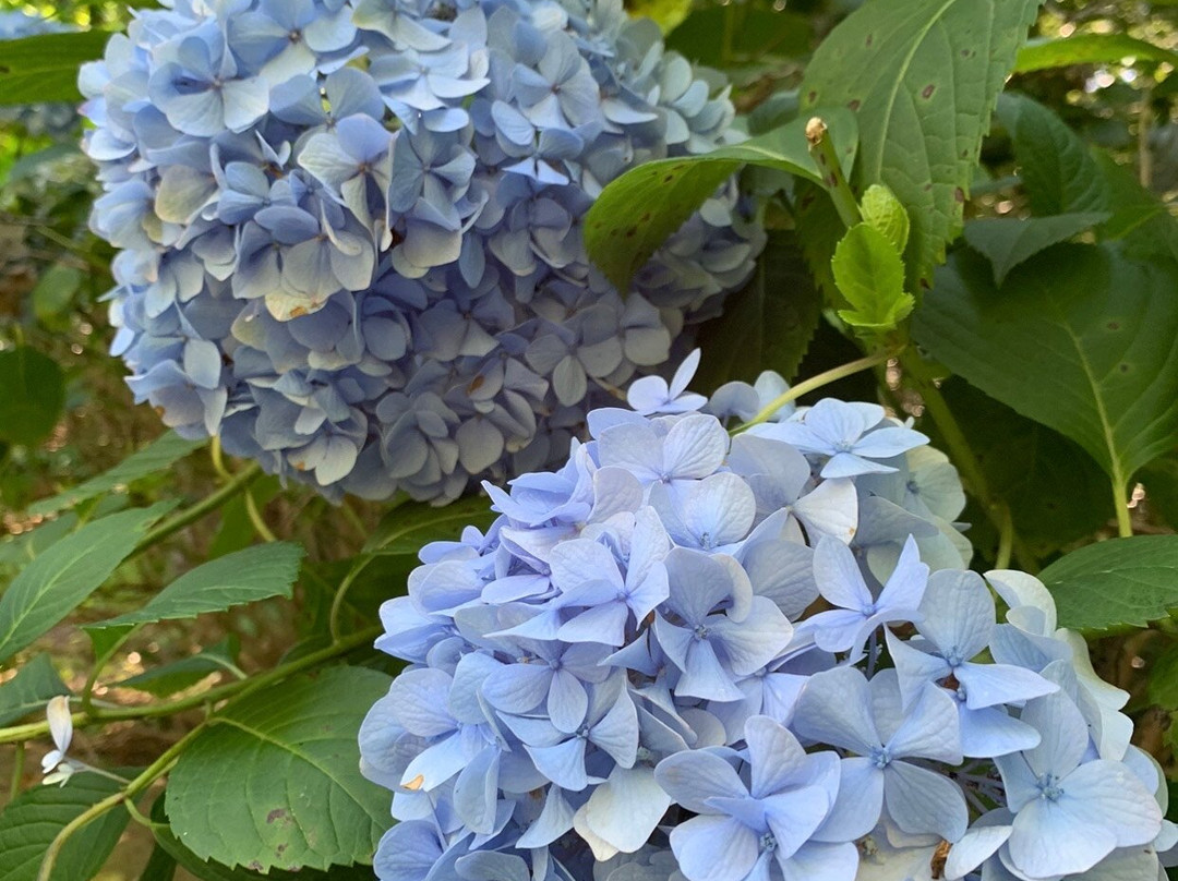 Cape Fear Botanical Garden景点图片