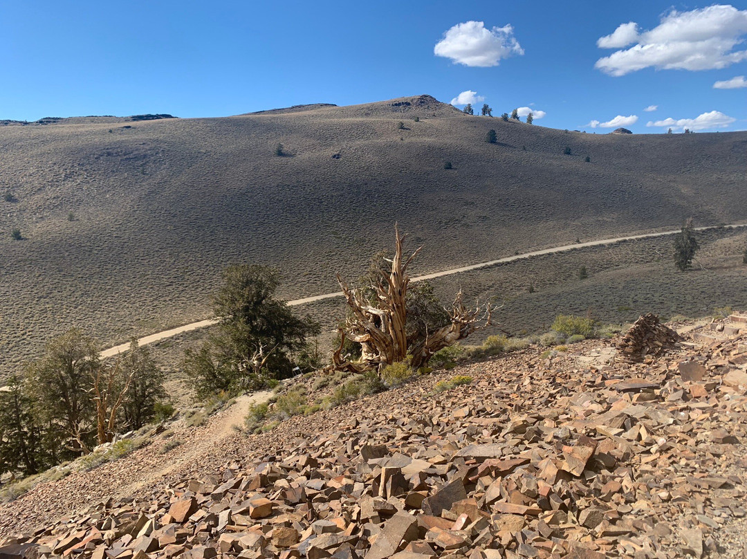 狐尾松古森林-毕晓普必去景点