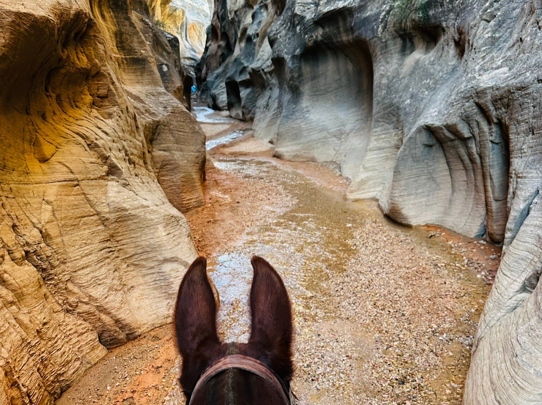 Mecham Outfitters-特罗皮克必去景点