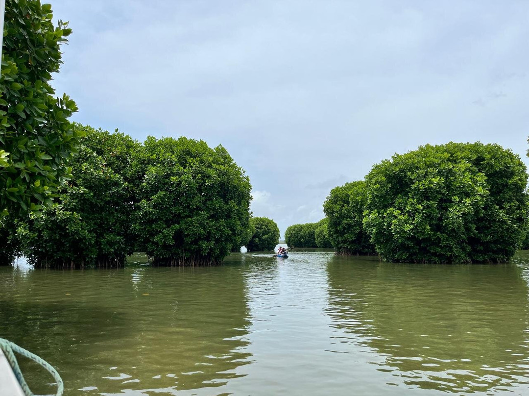 Mangrove vibes景点图片