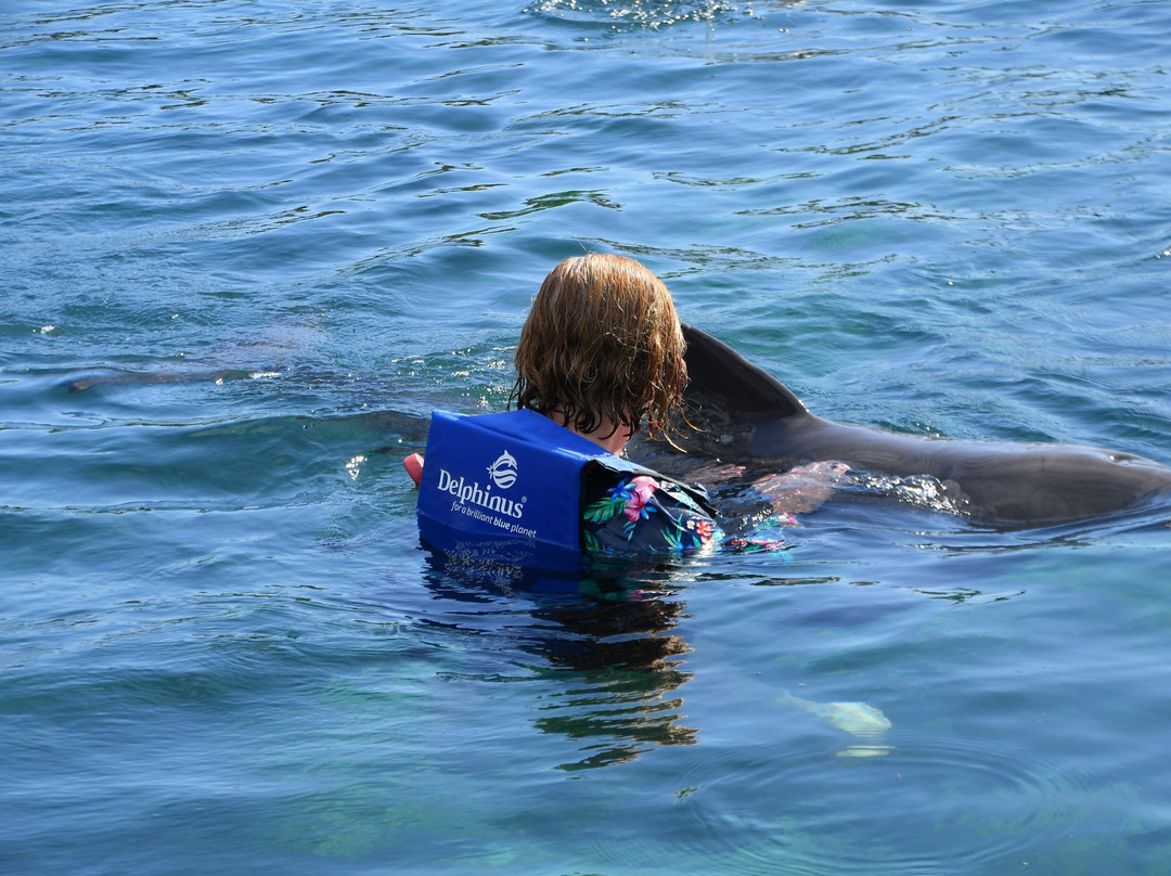 Delphinus Riviera Maya景点图片