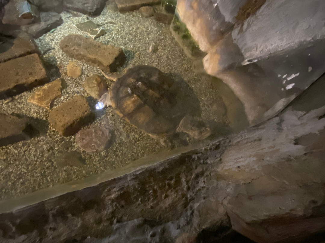 Lido di Jesolo Sea Life Aquarium-耶索洛必去景点