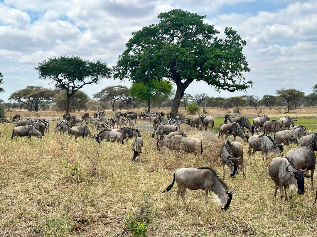 Amet Adventures-塞伦盖蒂国家公园必去景点