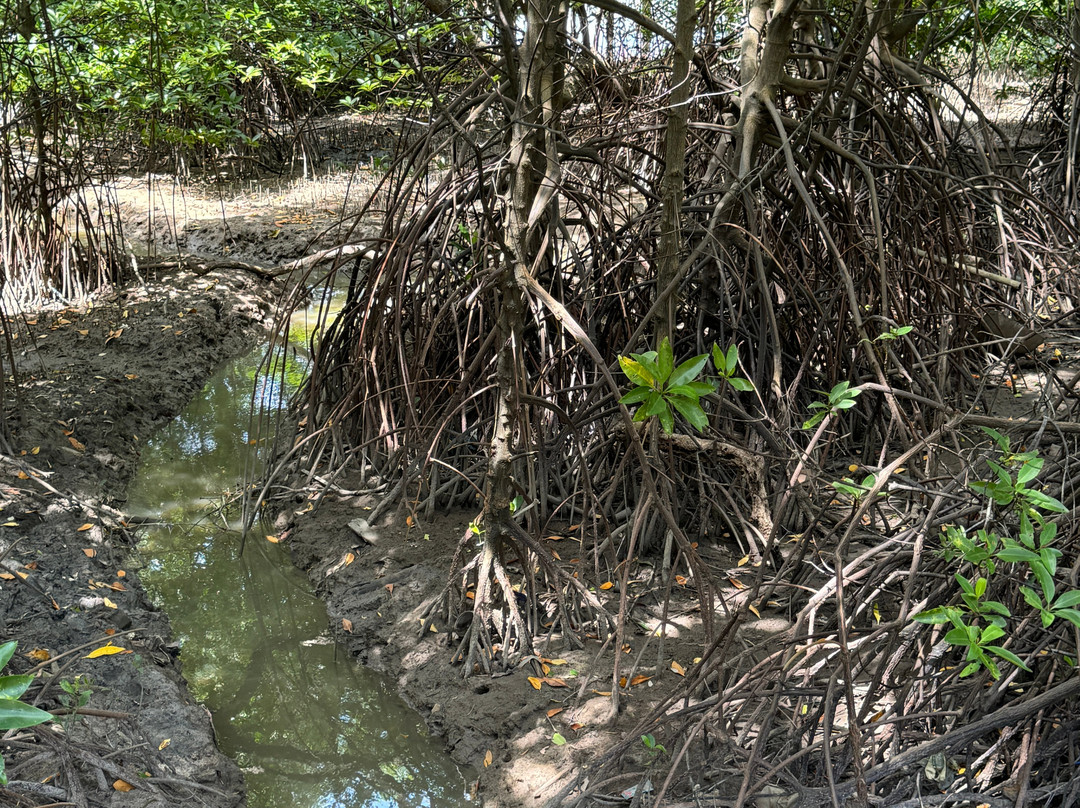 Mangrove Forest Learning Center-罗勇必去景点