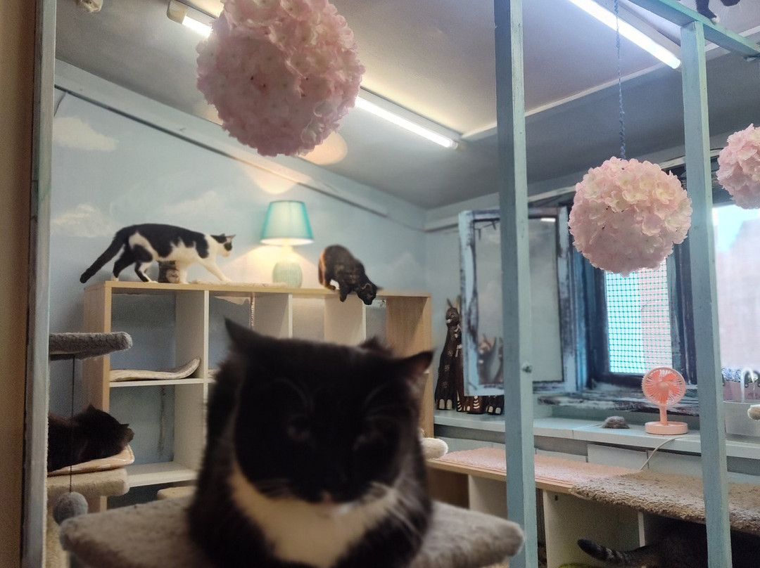 Cat Museum-明斯克必去景点