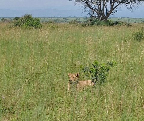 Likyadi Adventures-坎帕拉必去景点