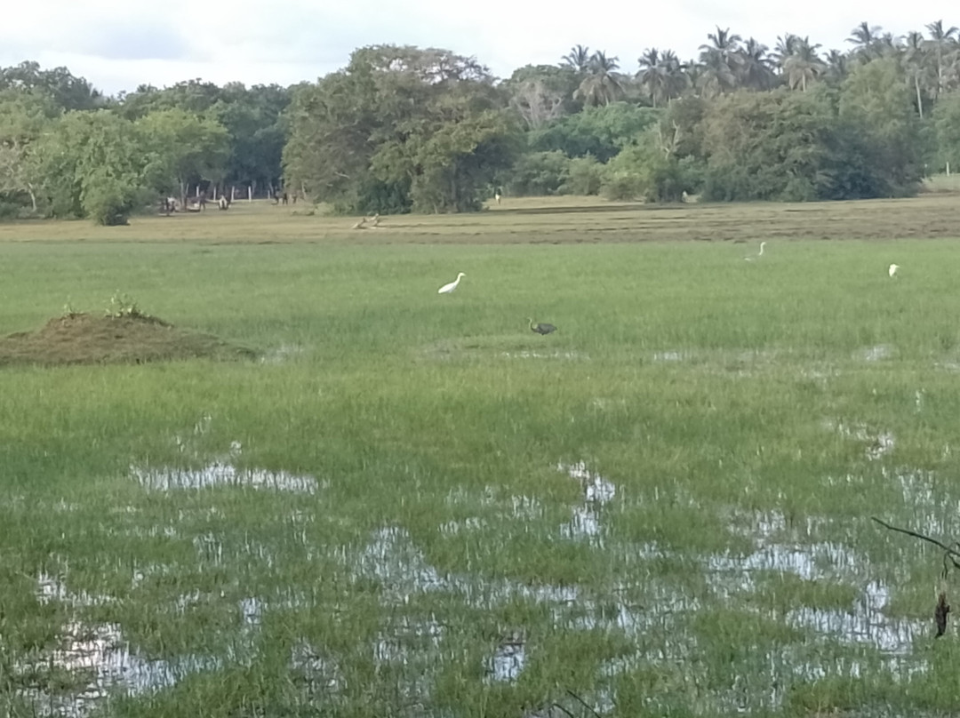 Turtle Watch Rekawa-唐卡拉必去景点
