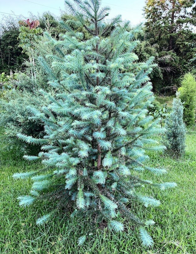 Mauna Kea Cloudforest Bioreserve-希洛必去景点
