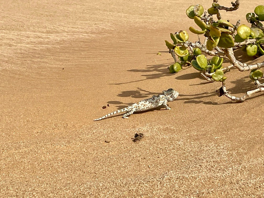 O'kevo Adventures-斯瓦科普蒙德必去景点