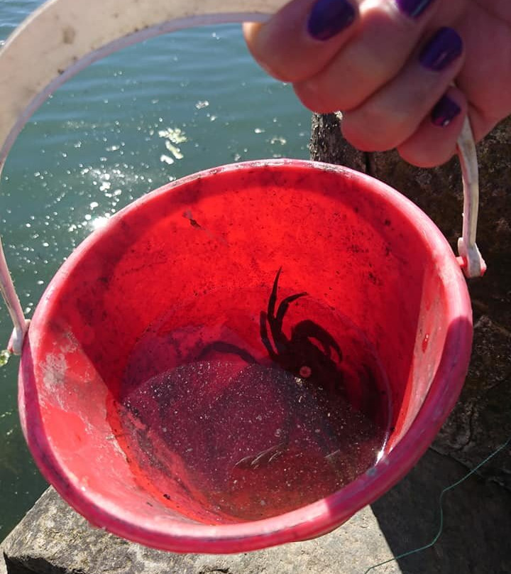 Crabbing At Lower Town, Fishguard景点图片