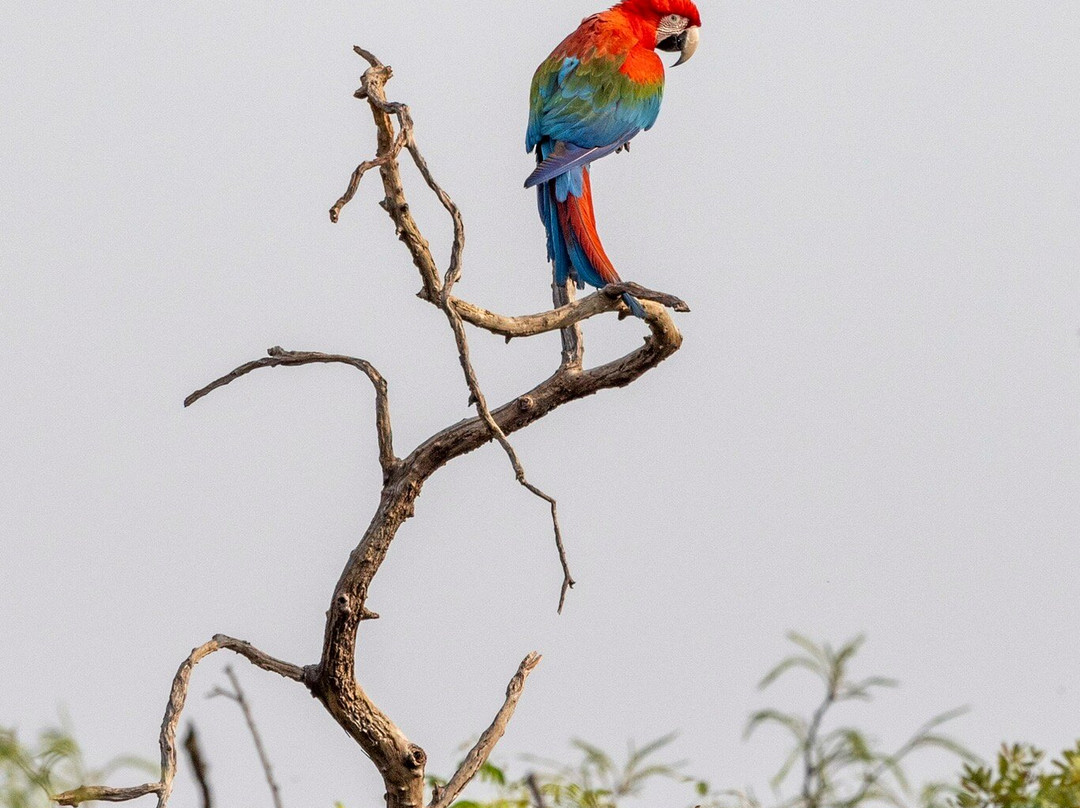 Pantanal Photo Tours景点图片