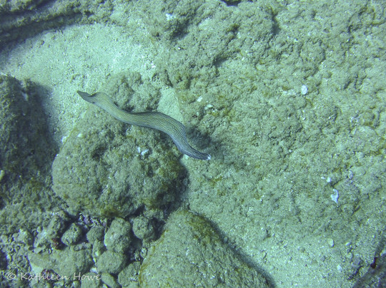 Seasport Divers-可洛亚必去景点