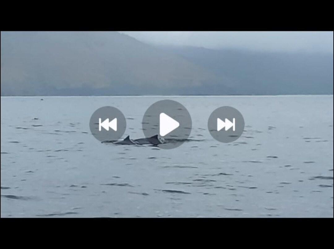 Instituto Boto Cinza-曼加拉蒂巴必去景点