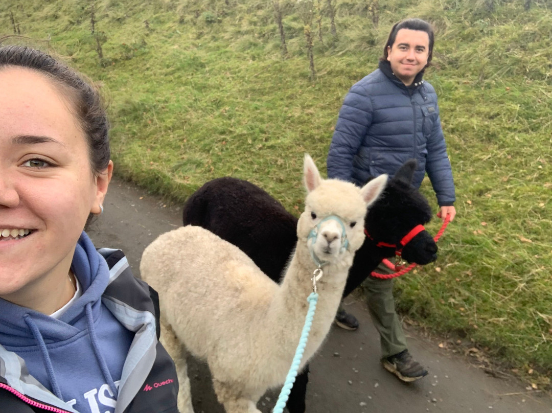 Ferny Rigg Alpacas-赫克瑟姆必去景点