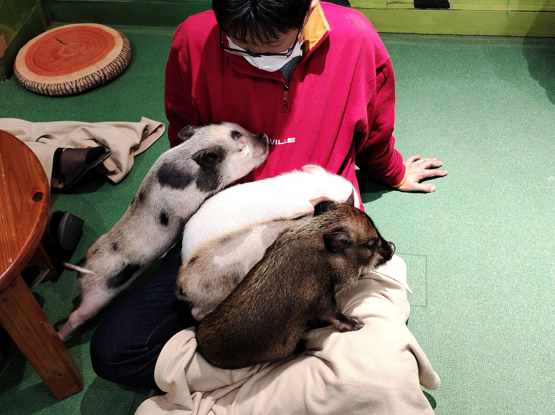 Mipig Cafe Aeon Laketown-越谷市必去景点