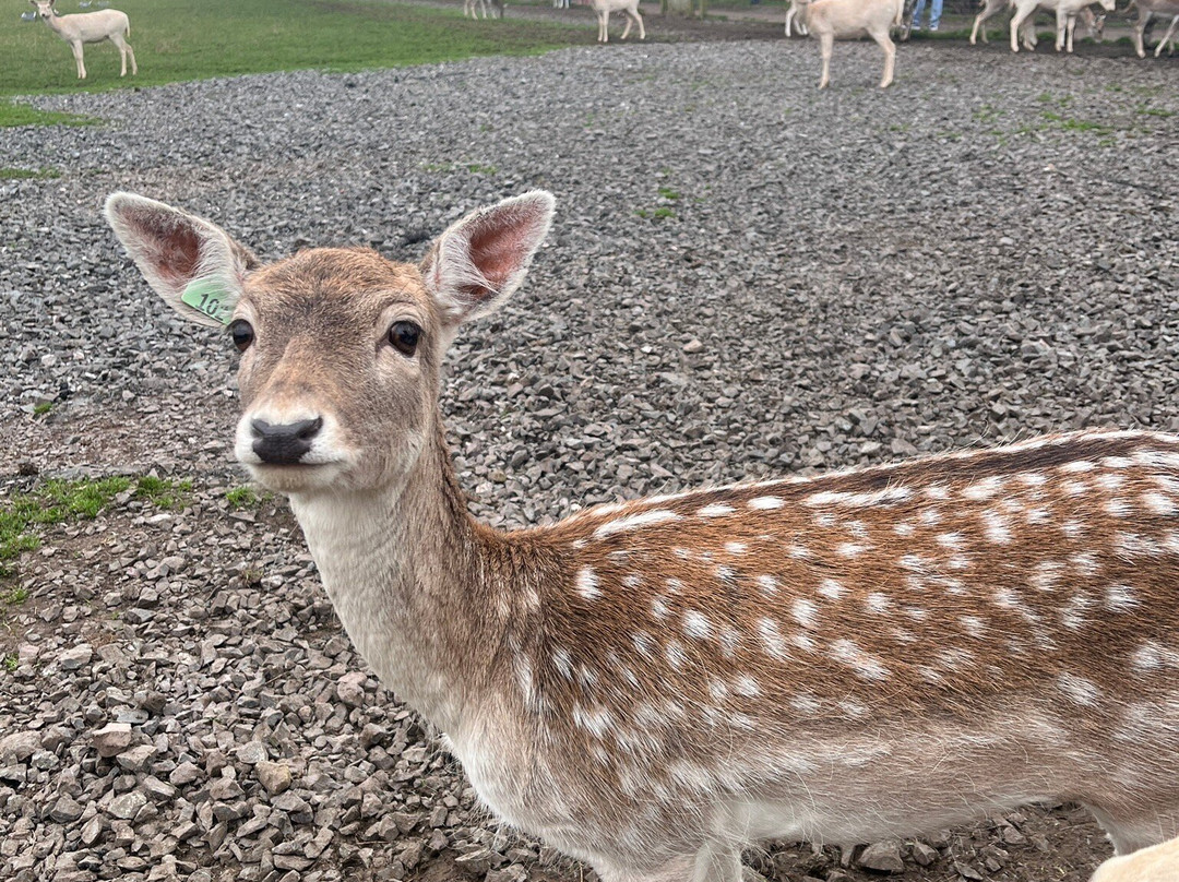 The Scottish Deer Centre-库珀必去景点