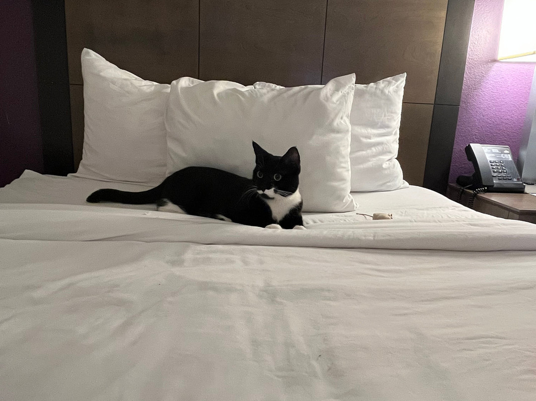 La Quinta Inn & Suites by Wyndham Baltimore N / White Marsh主图