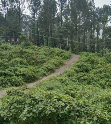 iHotels Yercaud主图