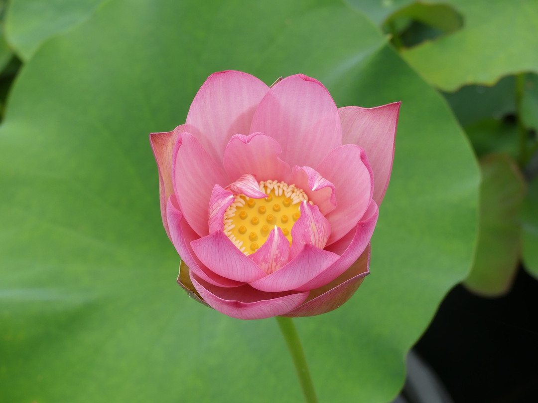 Wallis Creek Watergarden景点图片
