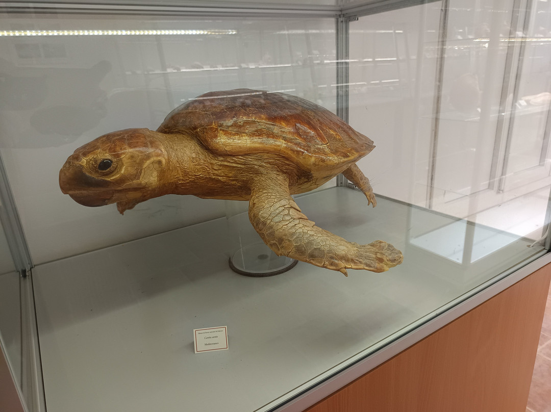 Museo di Storia Naturale del Salento-Calimera必去景点