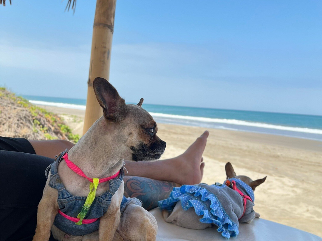 Makani Vichayito主图