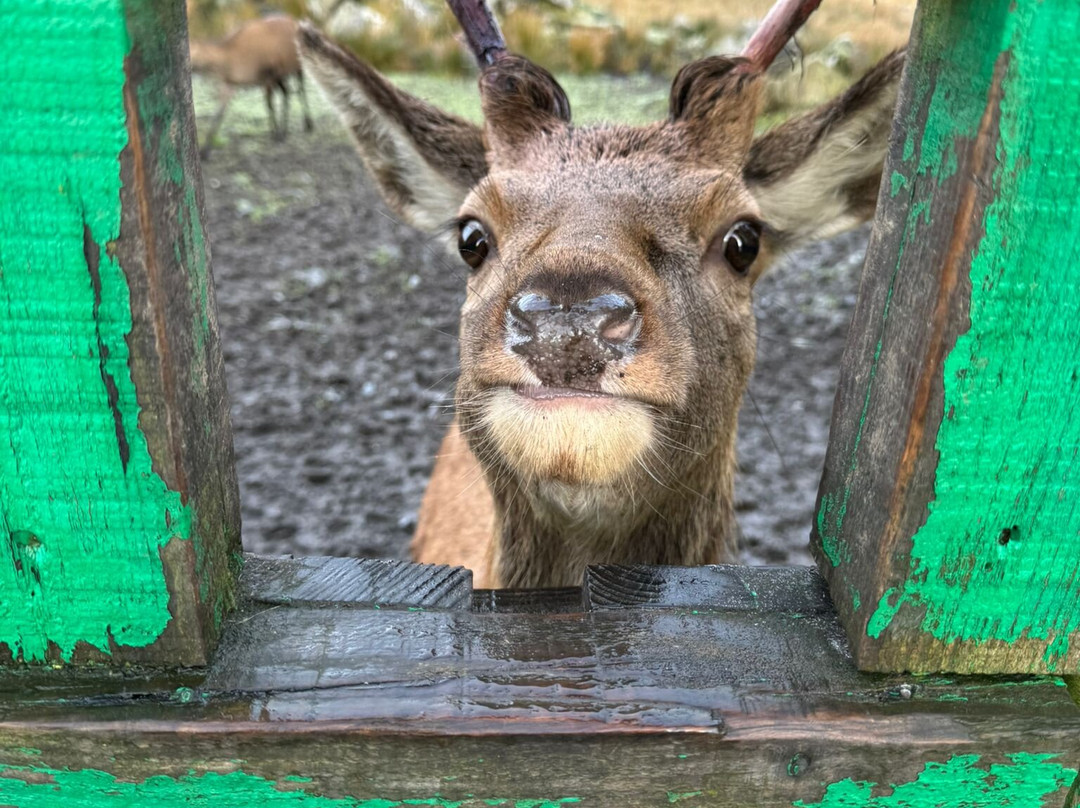 The Galloway Forest Park Red Deer Range-Castle Douglas必去景点