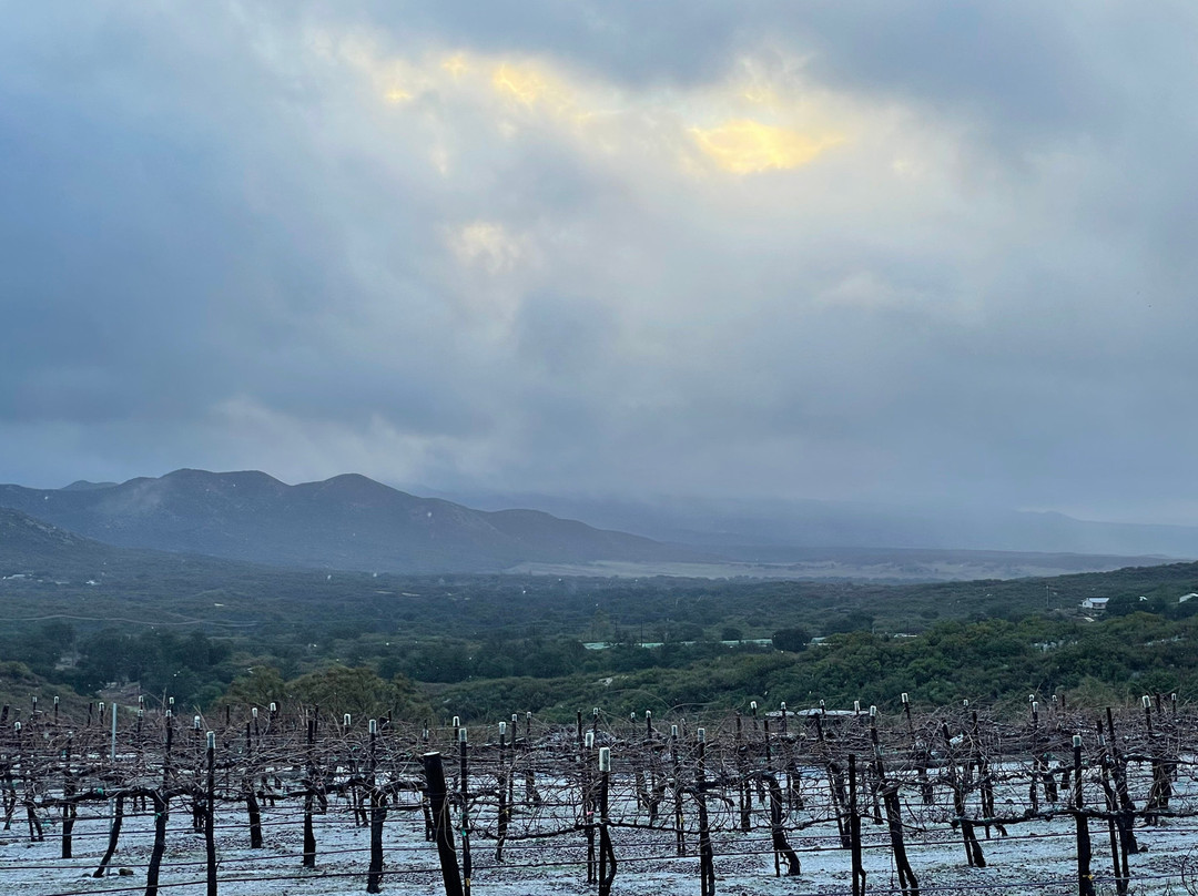 Shadow Mountain Vineyards & Winery景点图片