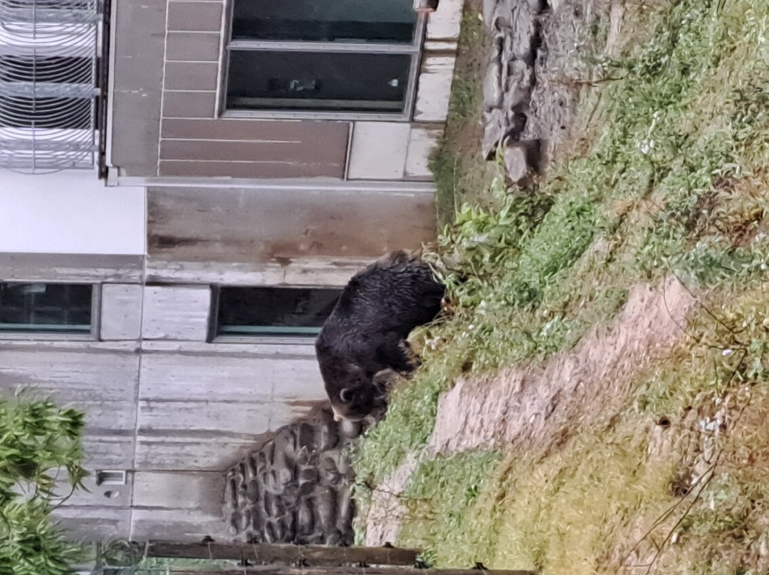 Kuma Kuma Farm景点图片