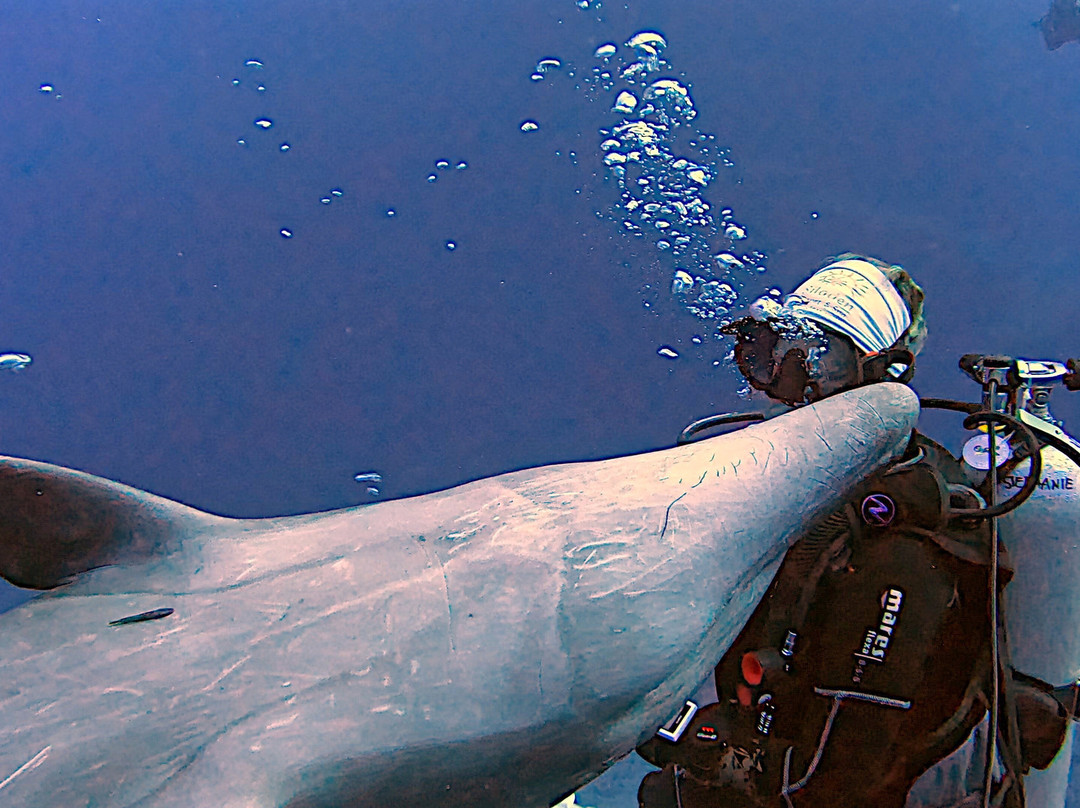 Socorro Island-卡波圣卢卡斯必去景点