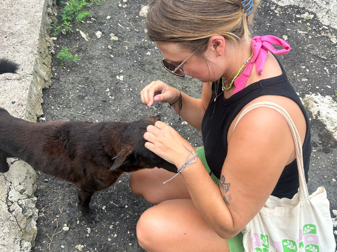 Moalboal Animal Welfare-莫阿尔博阿尔必去景点