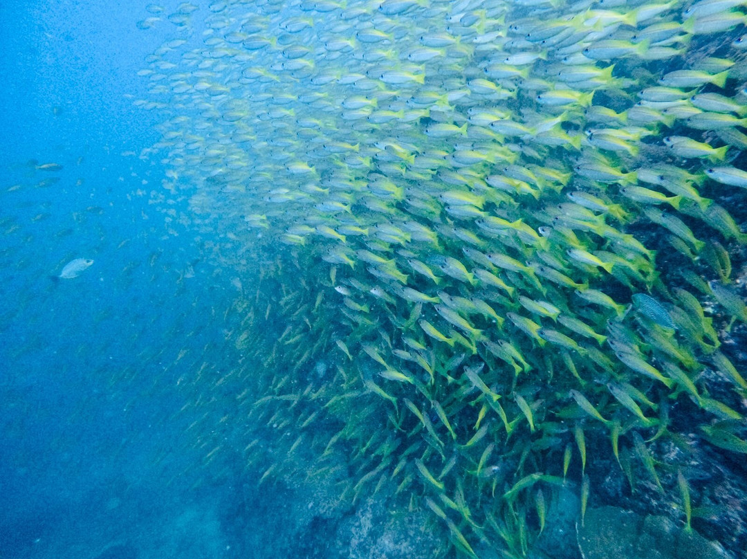Blacktip Scuba-大皮皮岛必去景点