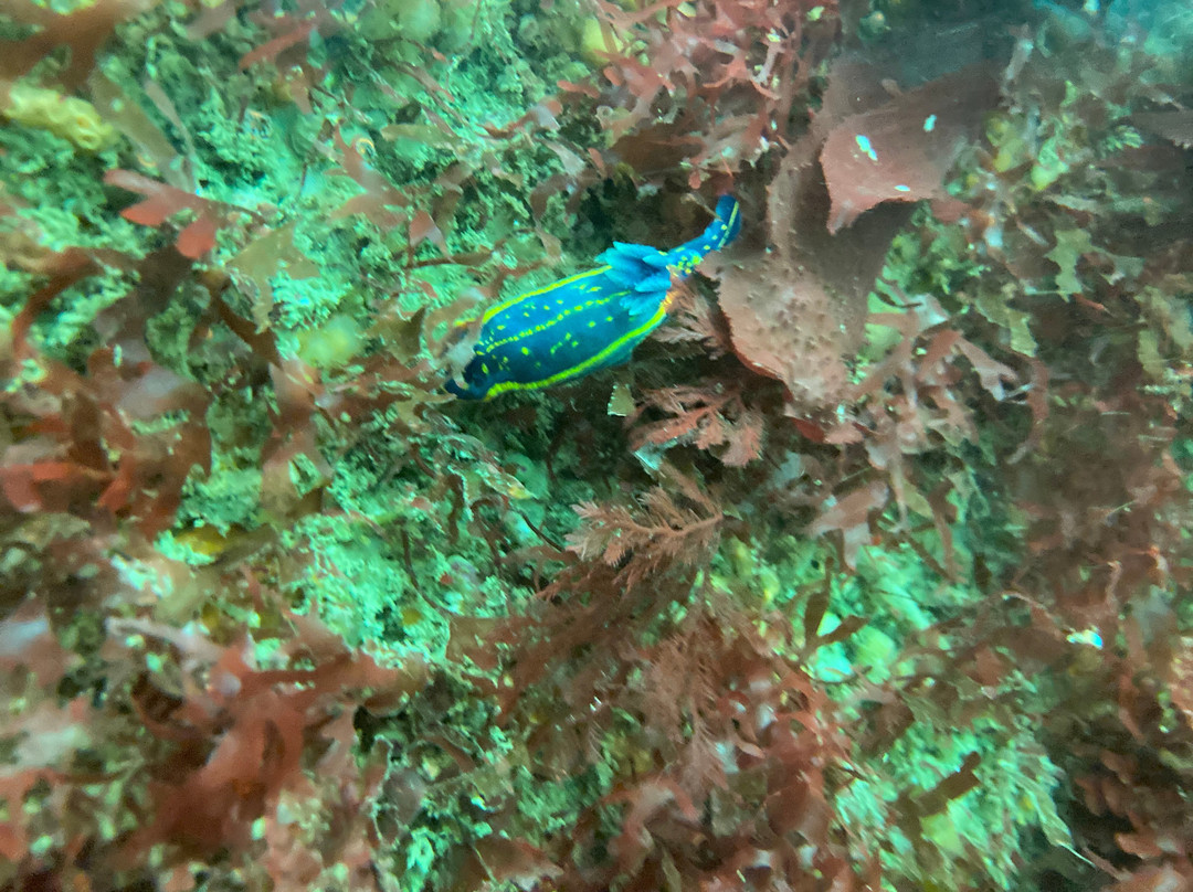 Cap Océan Plongée Noirmoutier景点图片