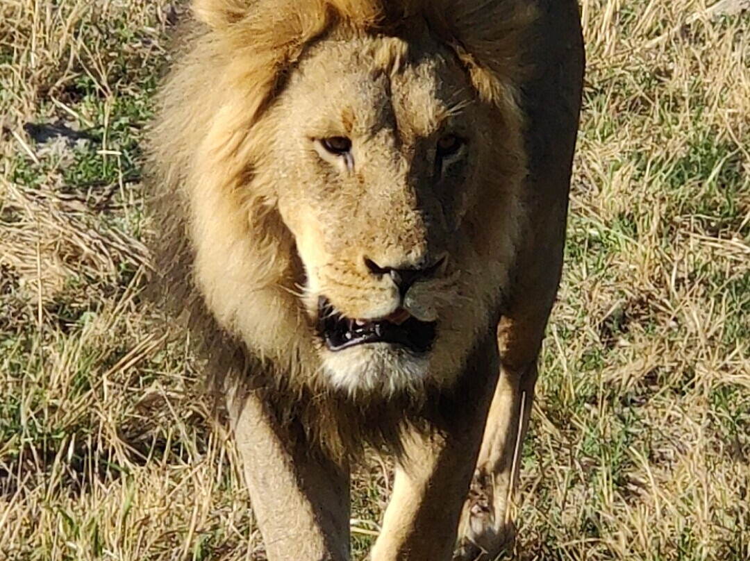 Leon Safaris-卡萨尼必去景点