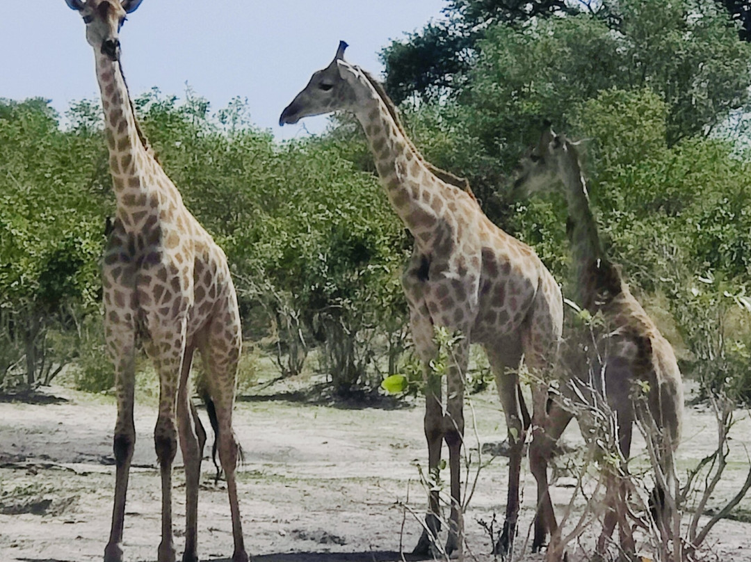 Leon Safaris-卡萨尼必去景点