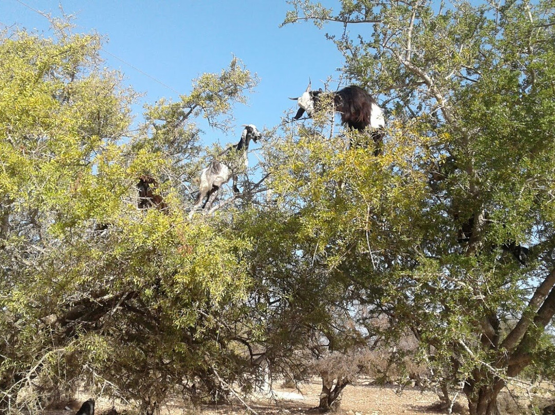 Taxi Arganier Essaouira Marrakech-索维拉必去景点