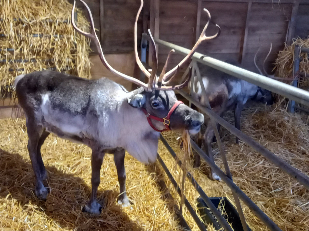 The Cotswold Reindeer Herd-赛伦塞斯特必去景点