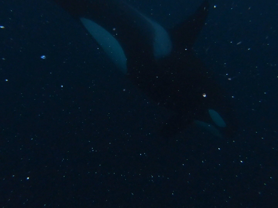 Whale2Sea景点图片