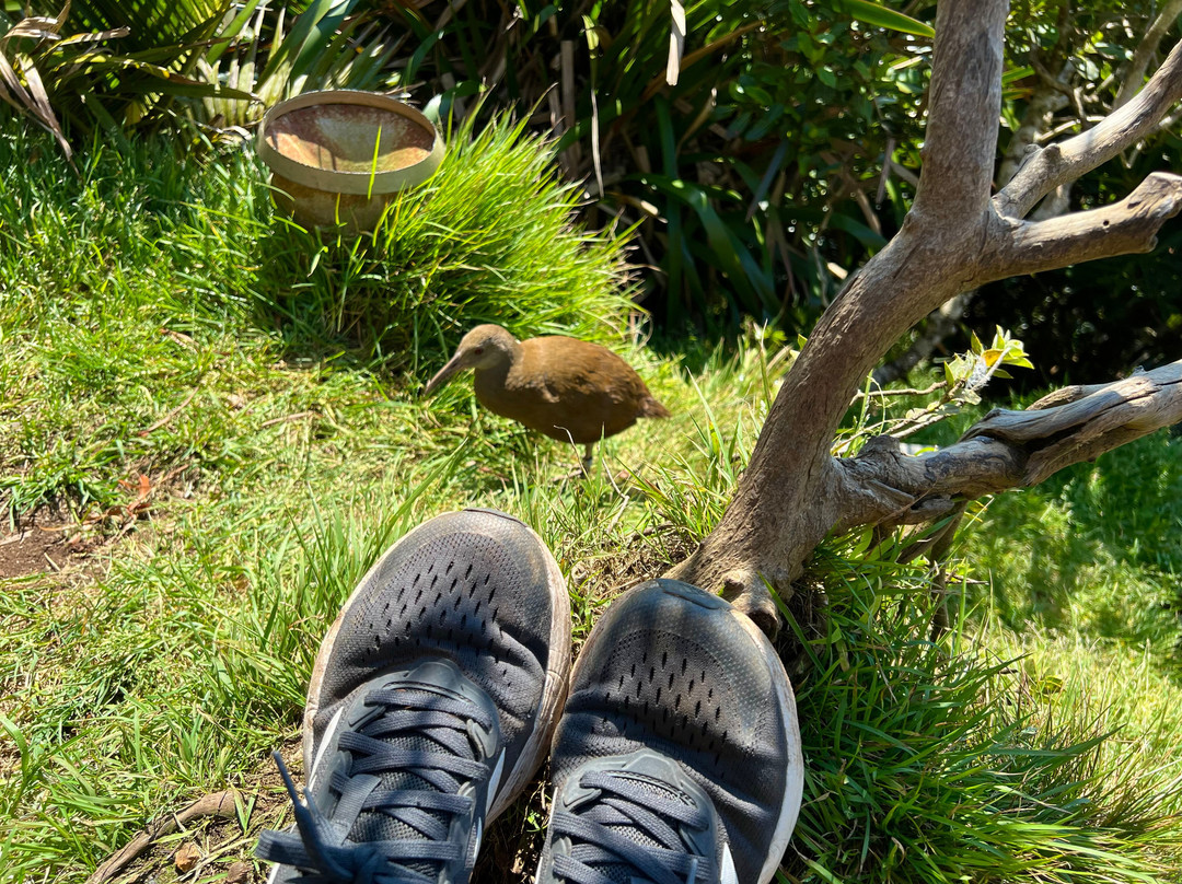 Mt Gower-豪勋爵群岛必去景点