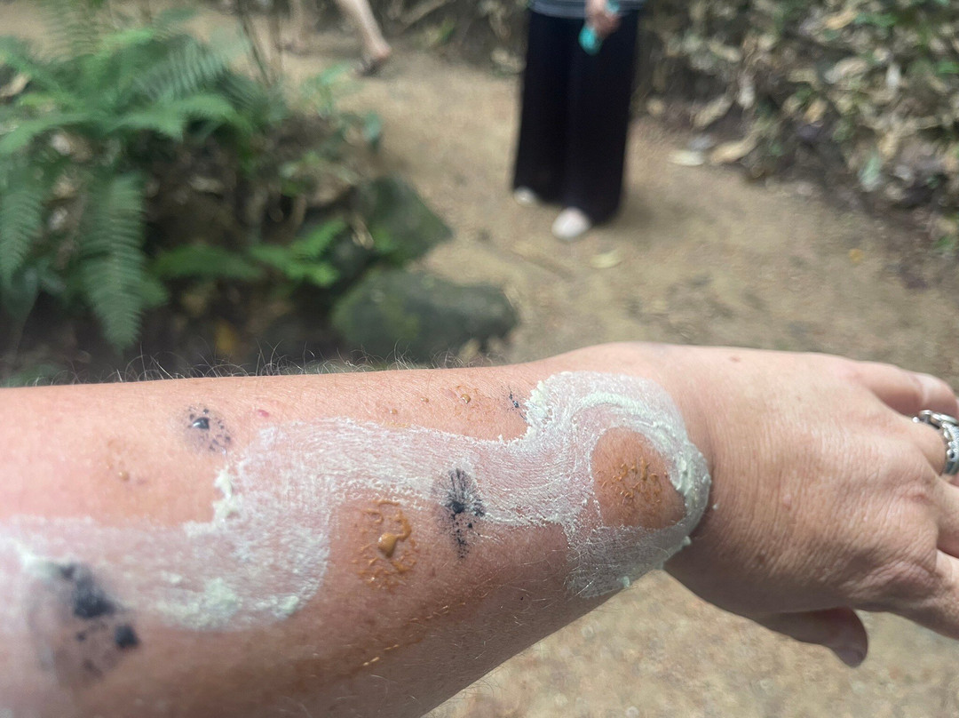 Mossman Gorge Centre Tours-Daintree必去景点