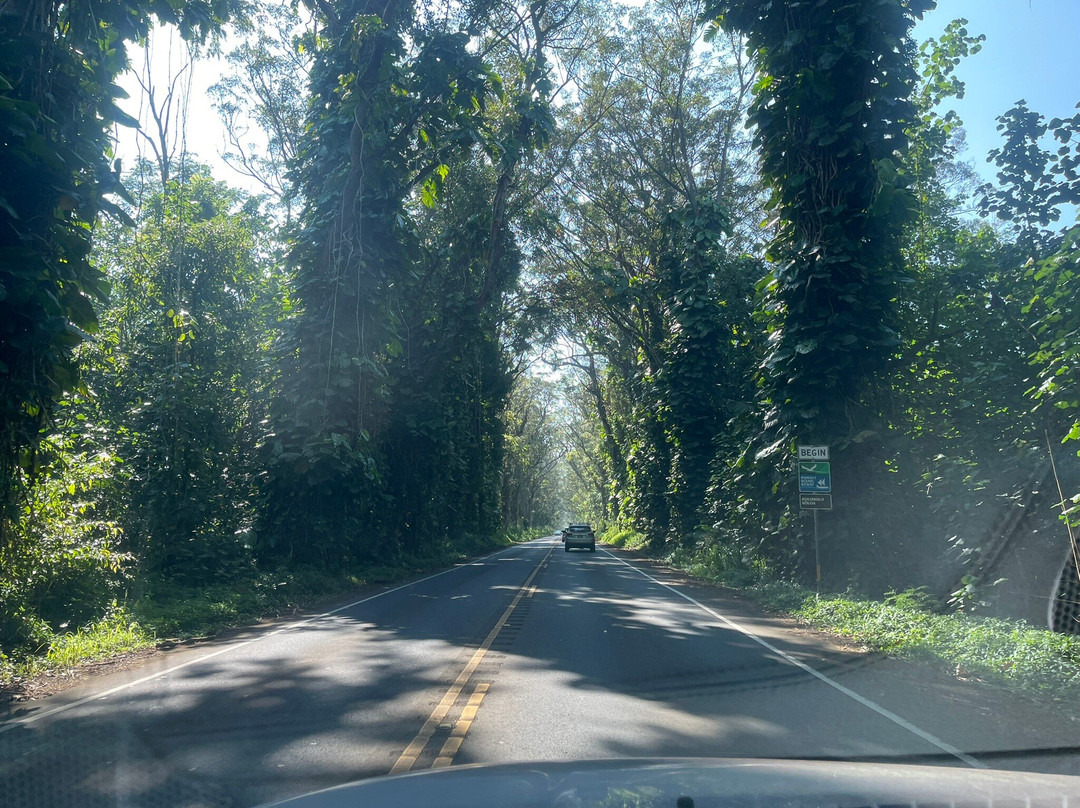 Tree Tunnel-可洛亚必去景点