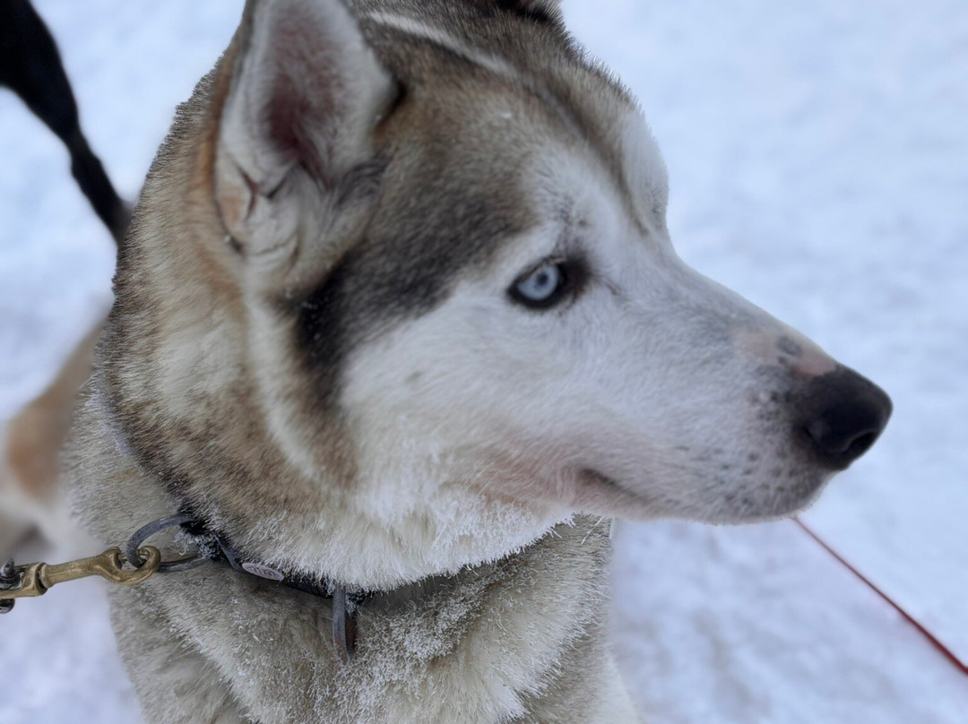 Era-Susi Huskies - Day Tours景点图片