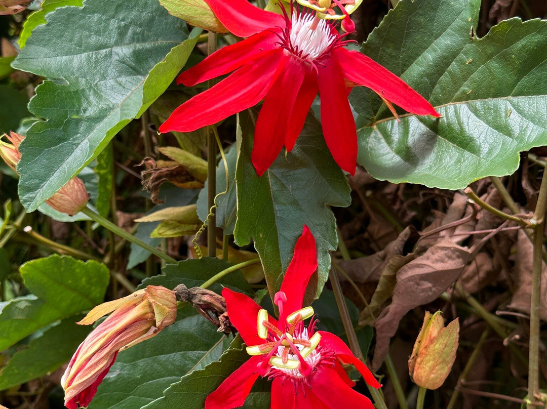 Conservatoire Botanique National景点图片