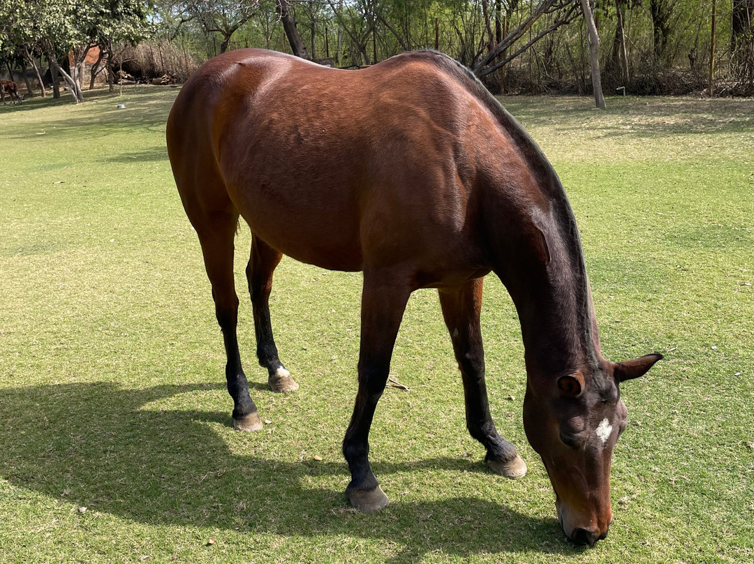 Srinivas The Royal Residence, Jaipur
